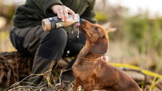 5 Gründe, warum Wildfleisch das Beste für deinen Hund ist