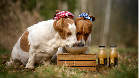 Zwei Hunde symbolisieren Zusammenhalt und Freundschaft