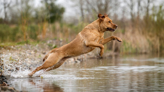 Hund mit gesundem Fell – Zeichen für gute Ernährung