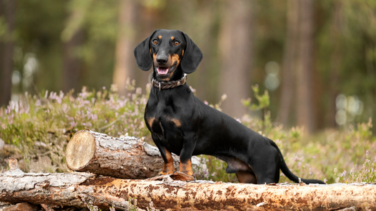Hund pflegt Zähne durch Kauen auf Wildfleisch-Snack