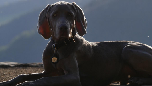 Zeus in der Sonne