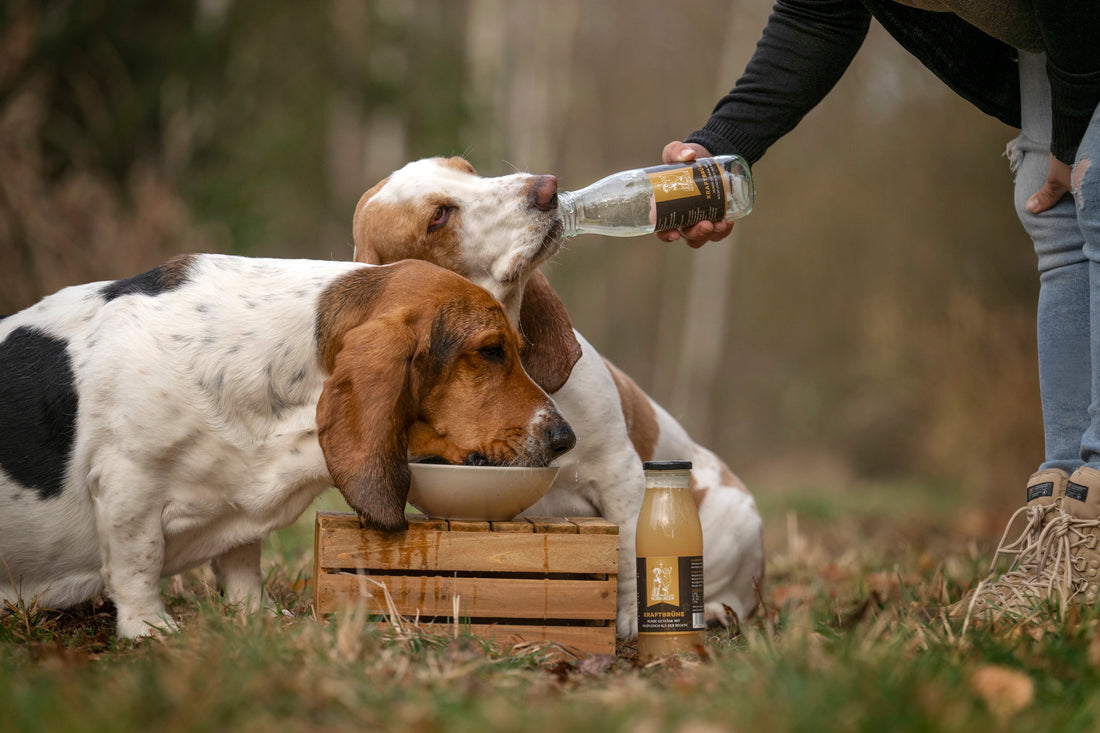Appetit anregen beim Hund - natuerliche Hausmittel und Tipps