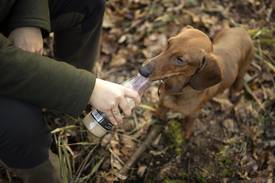 Kong befüllen - 10 Rezepte für glückliche Hunde