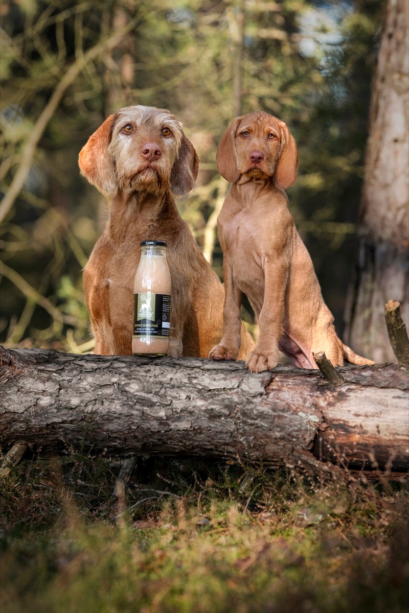 Zwei Jagdhunde im Wald mit Nürburger Wildbrühe