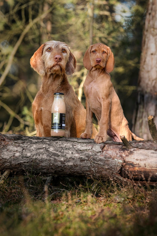 Zwei Jagdhunde im Wald mit Nürburger Wildbrühe