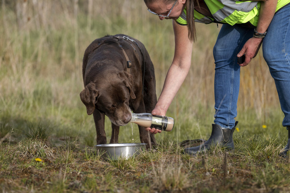 Hund Immunsystem stärken - natürliche Wege für starke Abwehrkräfte