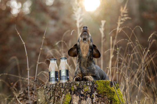 Hund im Winter richtig ernähren - Tipps für die kalte Jahreszeit