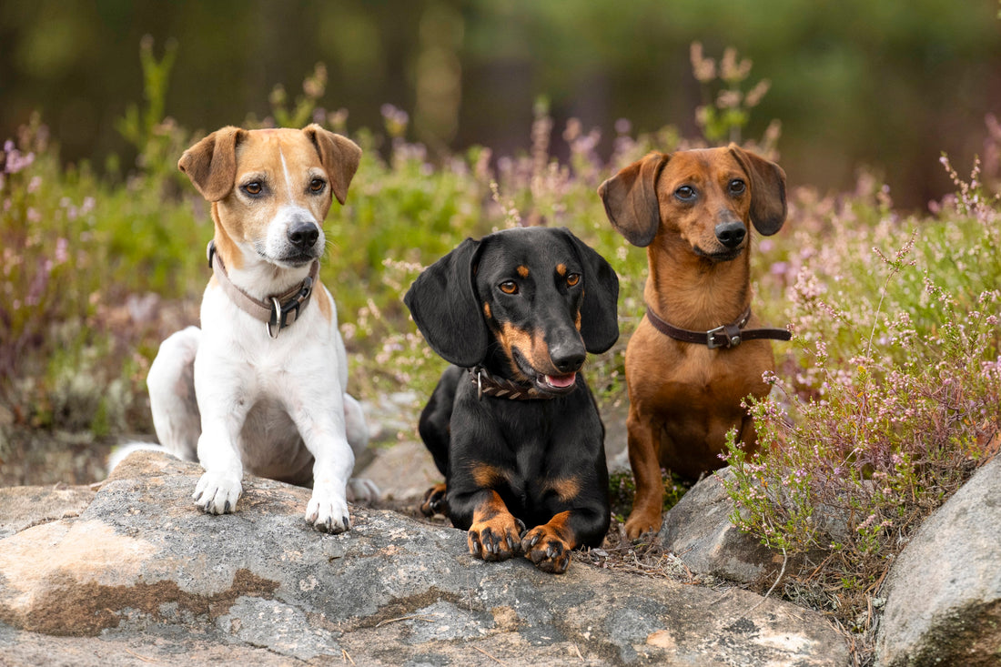 Knochenbrühe fuer Hunde - natuerliche Nahrungsergaenzung