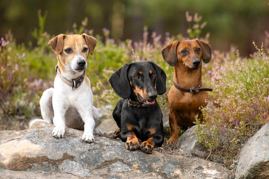 Knochenbrühe fuer Hunde - natuerliche Nahrungsergaenzung