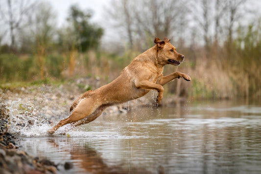 Hund nach Kastration: Pflege & Ernährung