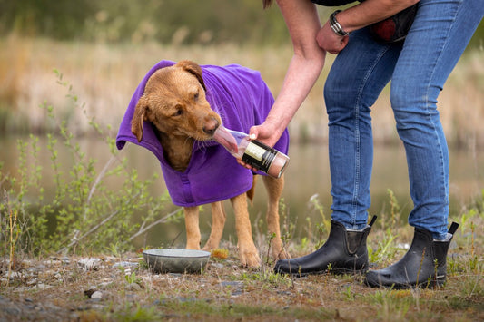 Hund nach OP stärken: 6 Ernährungstipps