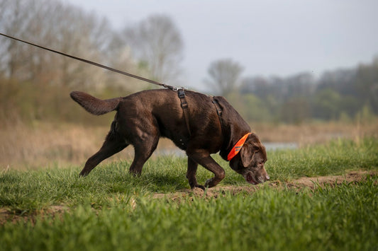 Dürfen Hunde Brühe trinken?