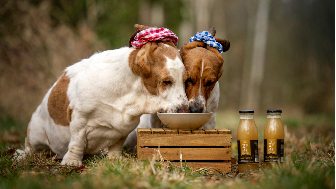 Zwei Hunde symbolisieren Zusammenhalt und Freundschaft