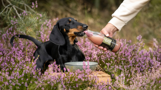 Hund schlürft unsere Hirschbrühe
