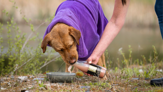 Warum Hunde Brühe lieben – und was sie so gesund macht