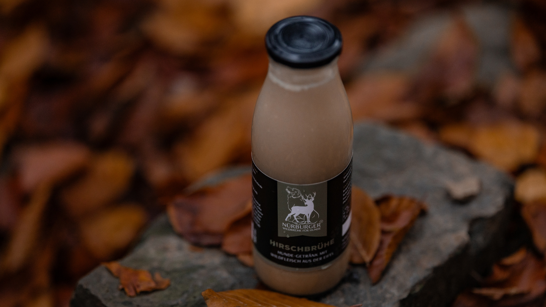 Hund im Fellwechsel im Herbst – Fellpflege und Ernährun