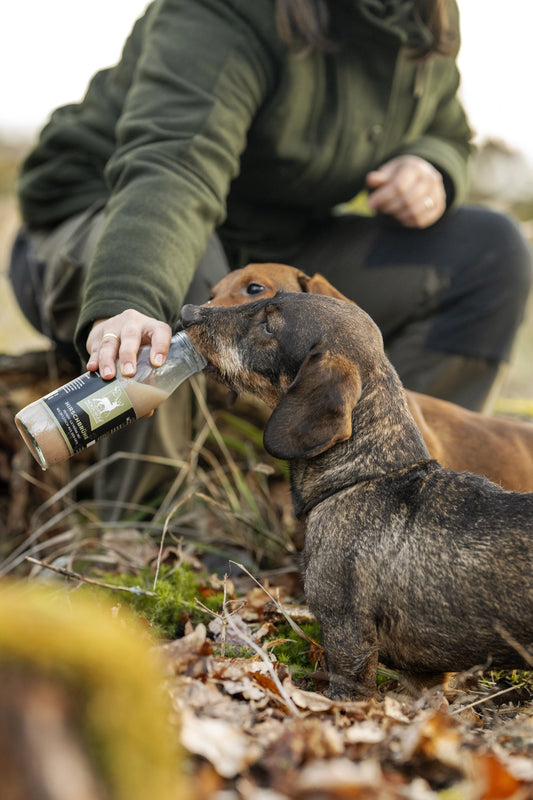 Leckmatte für Hunde - Rezepte und Tipps zur Beschäftigung