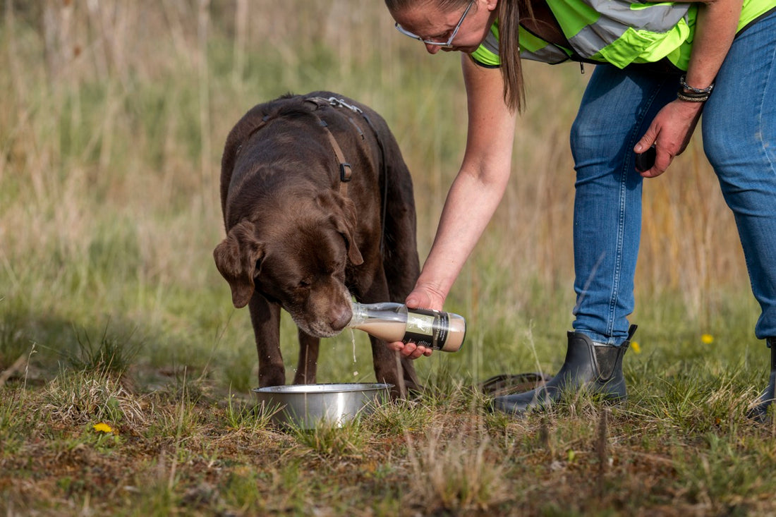 Hund Arthrose natürlich behandeln – so mache ich es