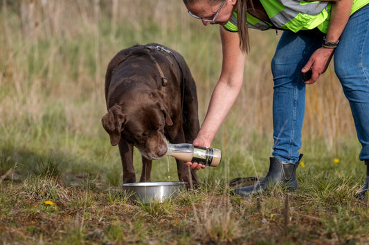 Hund Arthrose natürlich behandeln – so mache ich es