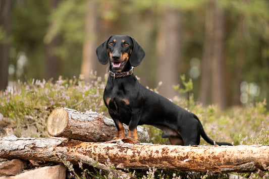 Hund Gewicht abnehmen: 5 Wege die wirklich helfen