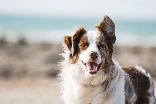 Hund trinkt Wasser aus Napf – Tipps für Hundebesitzer