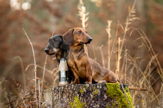 Knochenbrühe Hund Darm: Besser als Probiotika?