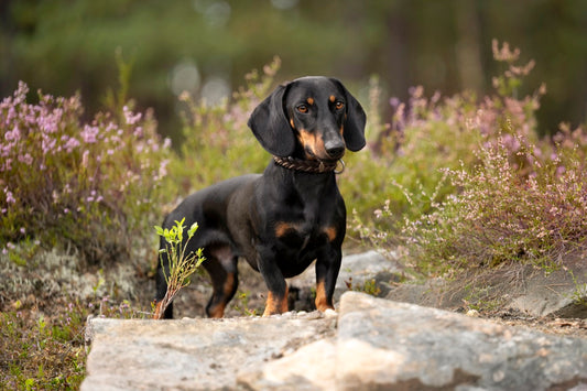 Natürliche Zahnpflege Hund: 6 Tipps