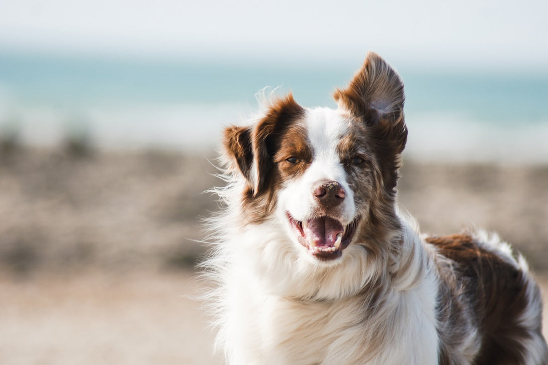 Barfen für Anfänger: Dein Einstieg in die Rohfütterung