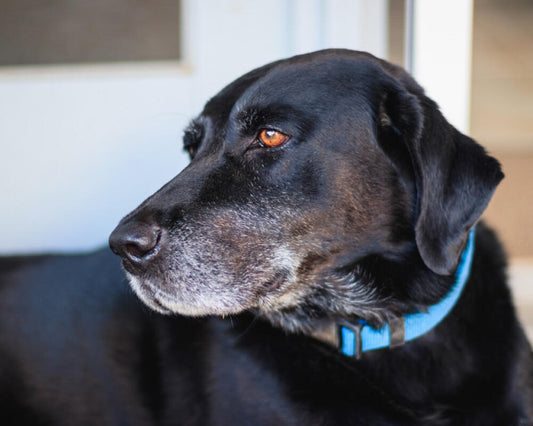 Seniorhund frisst wenig – was tun? Tipps aus der Eifel